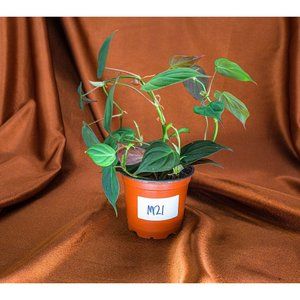 Philodendron Micans 4" US Seller Potted RARE Philo